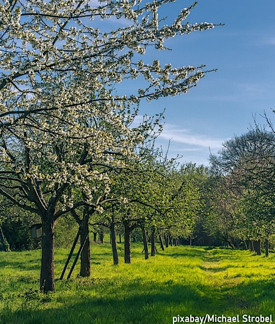 Streuobstpakt für Germering